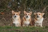 CORGI PEMBROKE 1415